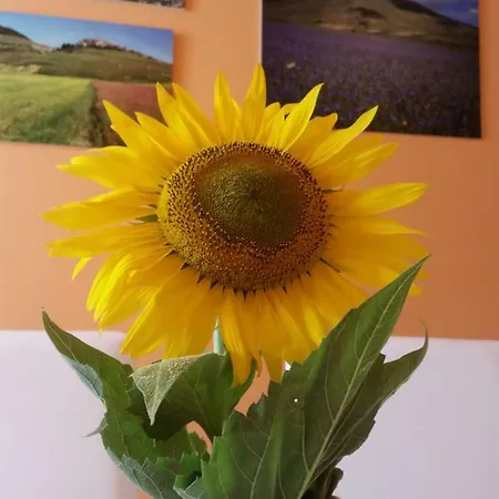 Diana House Couette-café Ripa