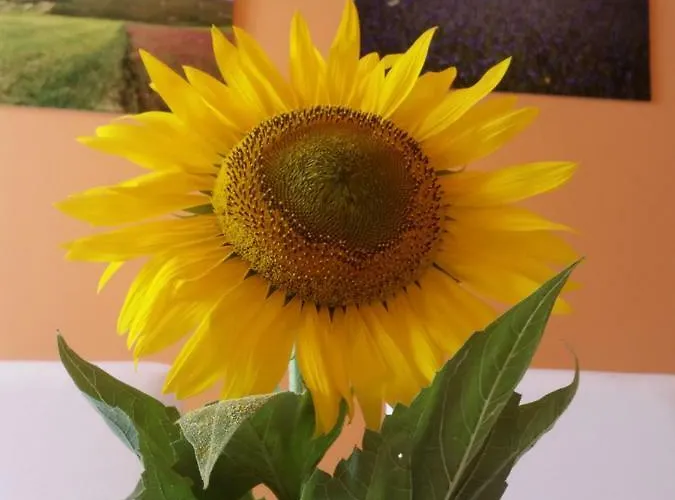 Diana House Bed & Breakfast Ripa